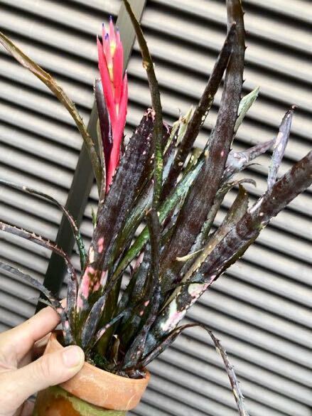 【 Billbergia 'Tinkerbell' from Michael's Bromeliads 】★★小型のDMハイブリッド / ビルベルギア・ティンカーベル_画像1