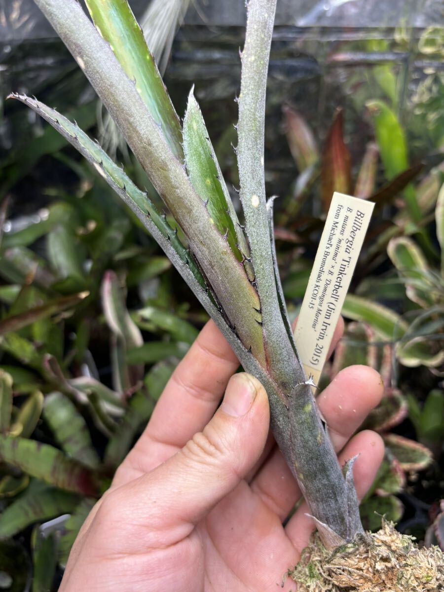 Yahoo!オークション - 【 Billbergia 'Tinkerbell' from Yahoo!オークション - 【 Billbergia 'Tinkerbell' from