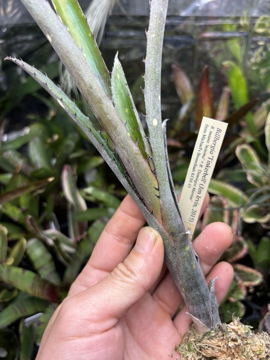 【 Billbergia 'Tinkerbell' from Michael's Bromeliads 】★★小型のDMハイブリッド / ビルベルギア・ティンカーベル_画像3