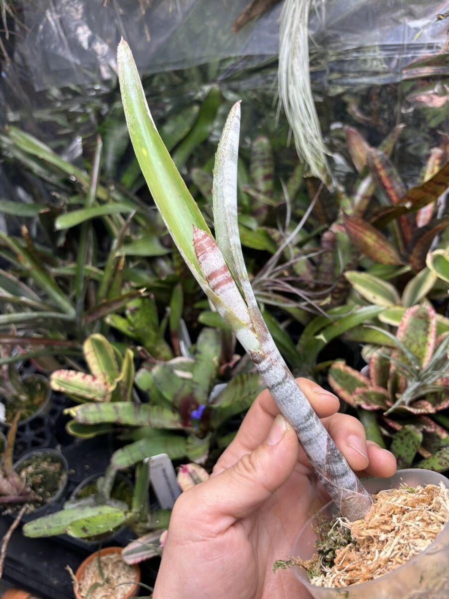 【 Billbergia fosteriana from Michael's Bromeliads 】★★ビルベルギア・フォステリアナ_画像2