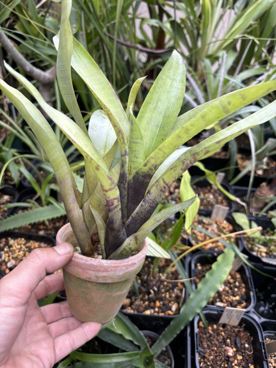 【 Neoregelia coimbrae (Brazil) TF1720 】★２株★ネオレゲリア・コイムブラエ_画像3