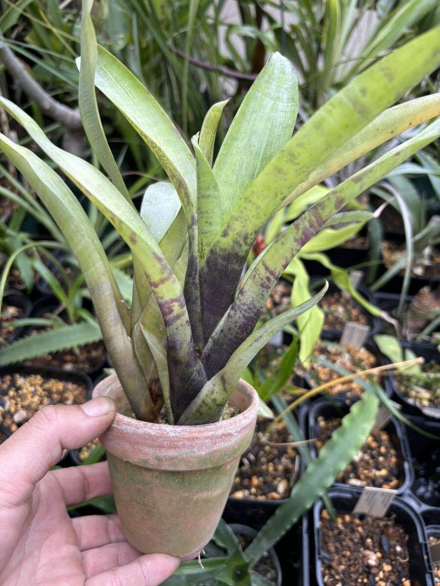 【 Neoregelia coimbrae (Brazil) TF1720 】★２株★ネオレゲリア・コイムブラエ_画像2