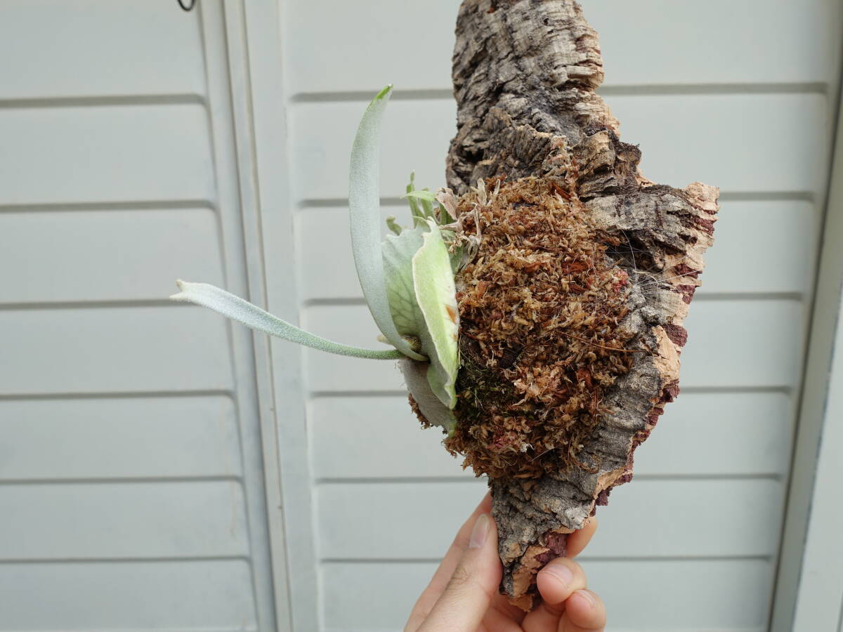 Platycerium veitchii Auburn River ビカクシダ ビーチー Platycerium veitchii Auburn River ビカクシダ ビーチー