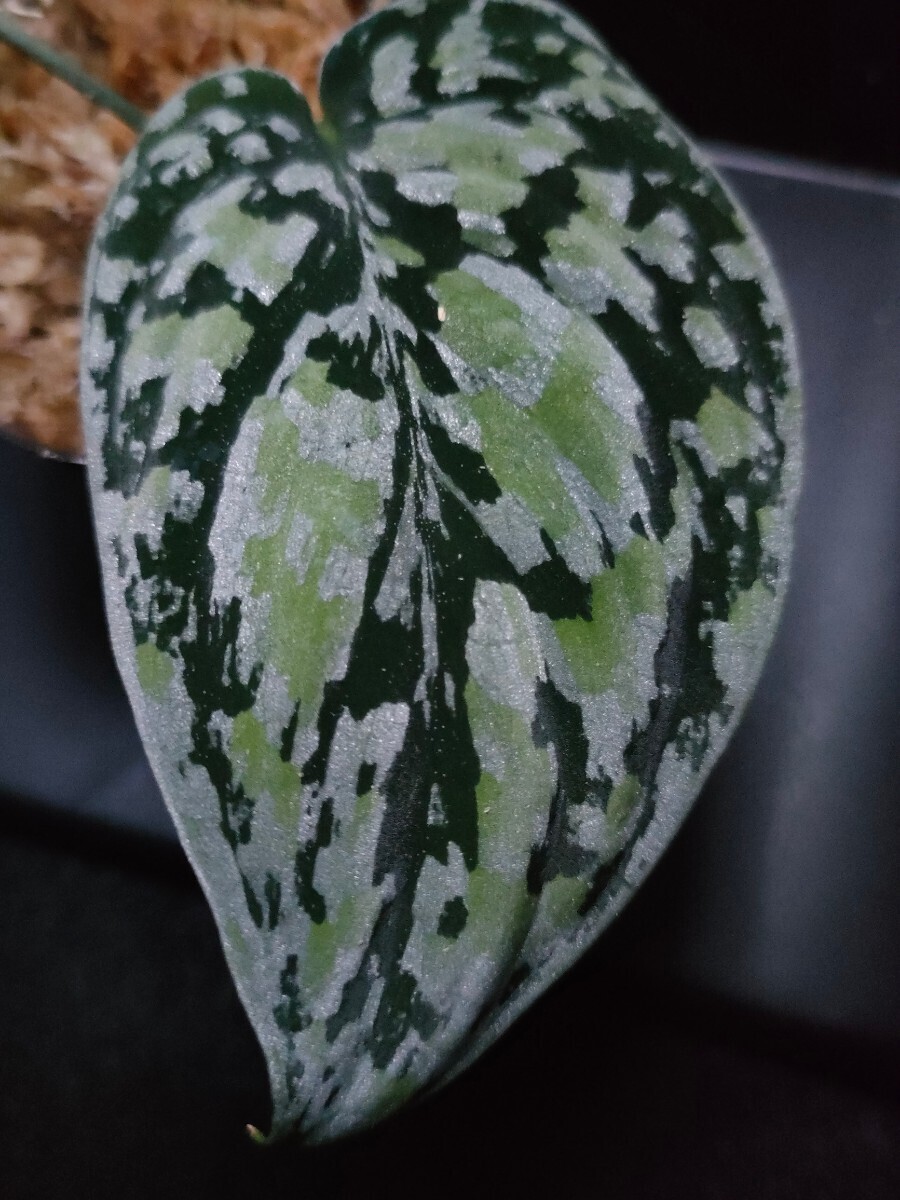 スキンダプサス　トリカラー　ダークフォーム　Scindapsus Tricolor Darkform　熱帯植物　_画像2