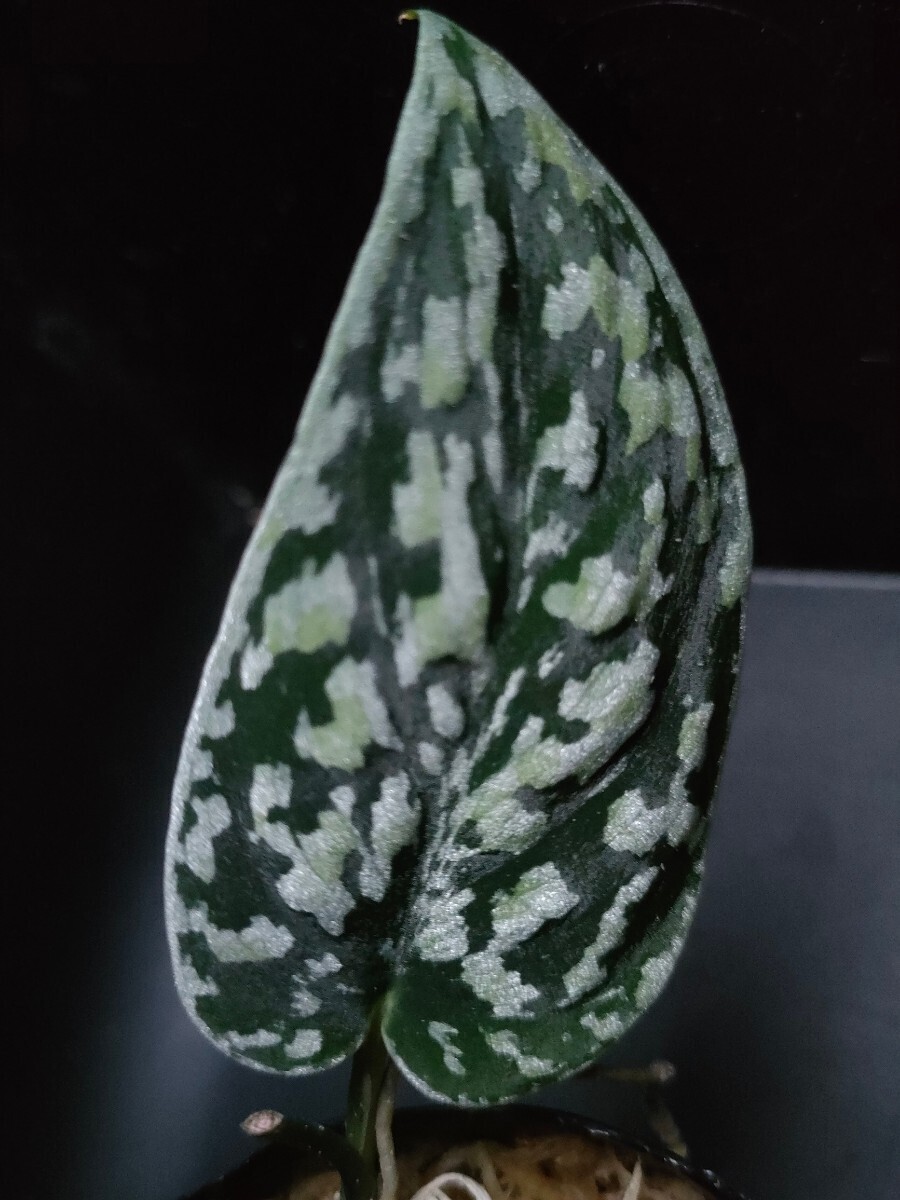 スキンダプサス　トリカラー　ダークフォーム　Scindapsus Tricolor Darkform　熱帯植物　_画像3