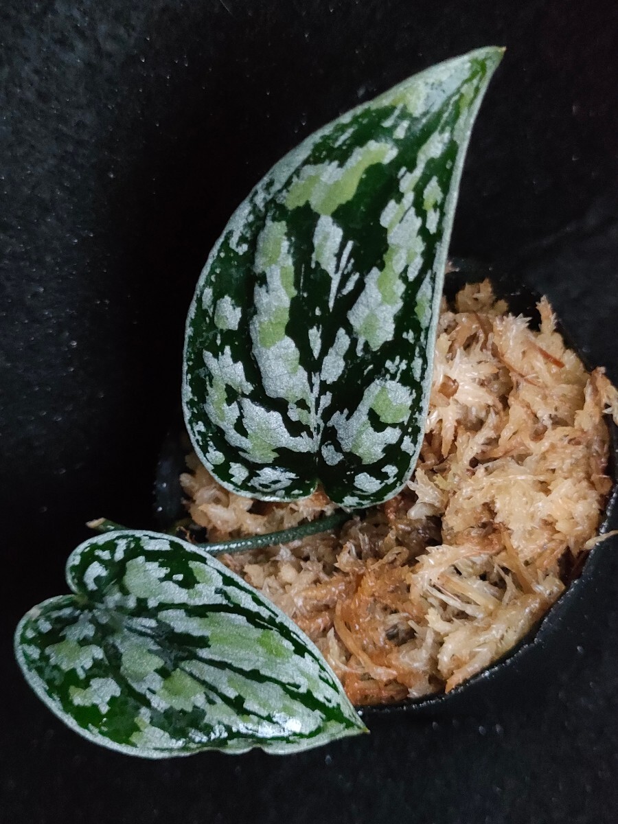 スキンダプサス トリカラー ダークフォーム Scindapsus Tricolor Darkform 熱帯植物 の画像2