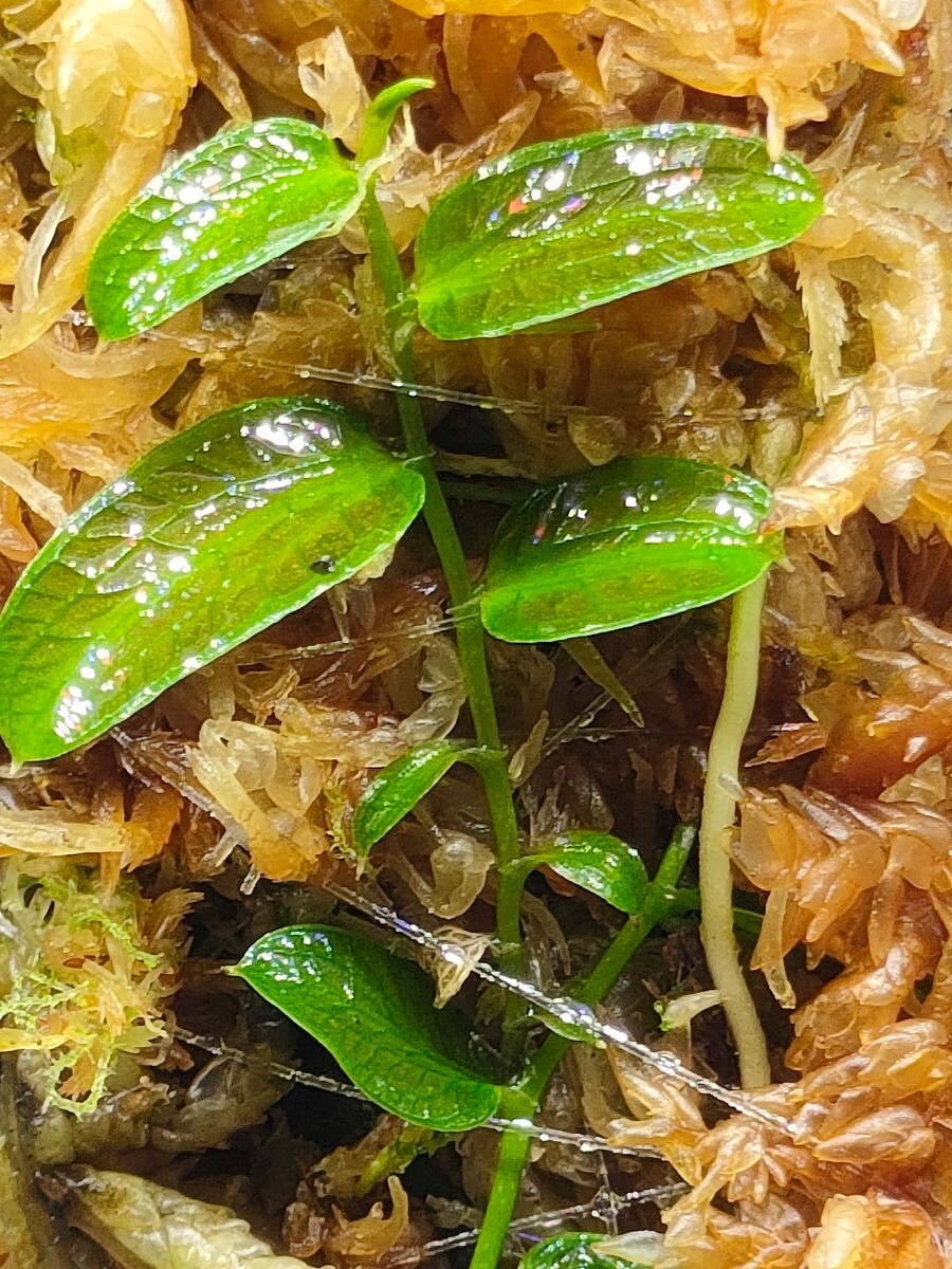 Pothos barberianus 　ポトス　熱帯植物パルダリウム　_画像2