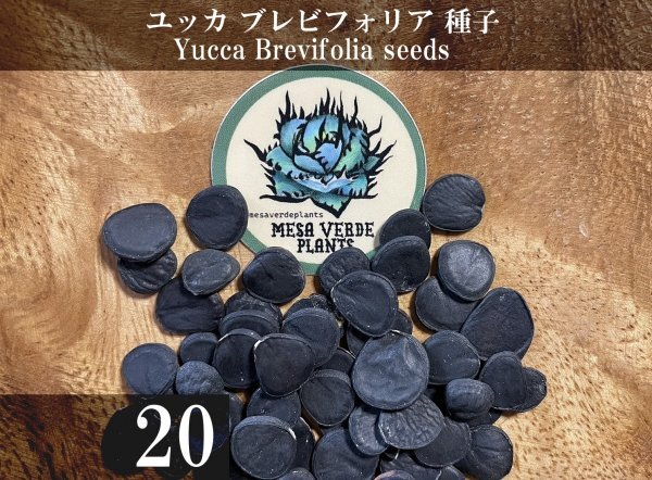 ユッカ ブレビフォリア 種子 20粒+α Yucca Brevifolia 20 seeds +α Joshua Tree ジョシュアツリー ヨシュアツリー 種_画像1