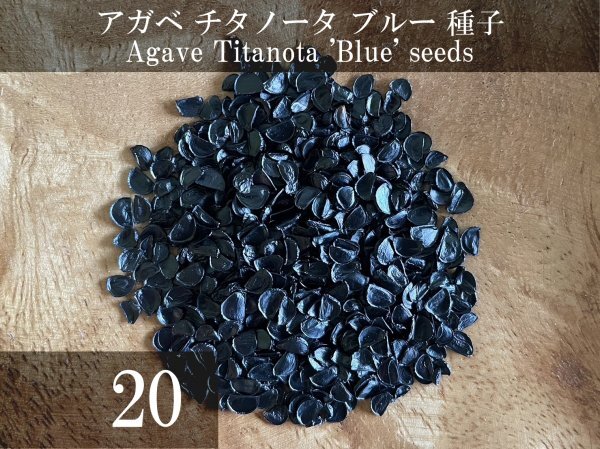 アガベ チタノータ ブルー 種子 20粒+α Agave Titanota 'Blue' 20 seeds+α 種 チタノタの画像1