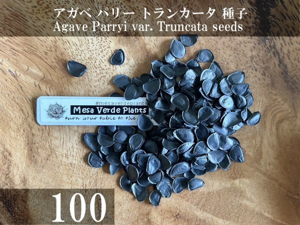 アガベ パリー トランカータ 種子 100粒+α Agave Parryi var. Truncata 100 seeds+α 種の画像1
