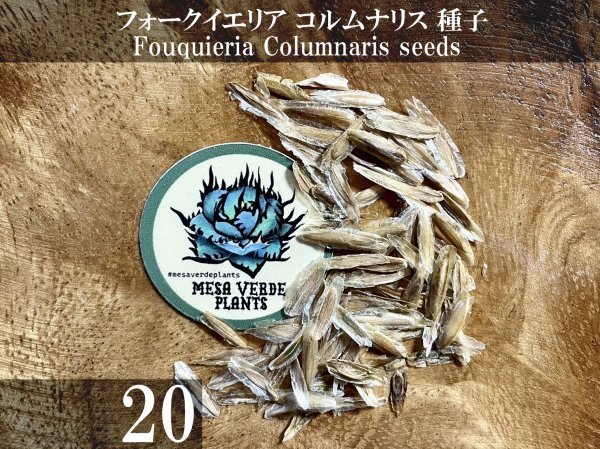 フォークイエリア コルムナリス 種子 20粒+α Fouquieria Columnaris 20 seeds+α 観峰玉 種_画像1