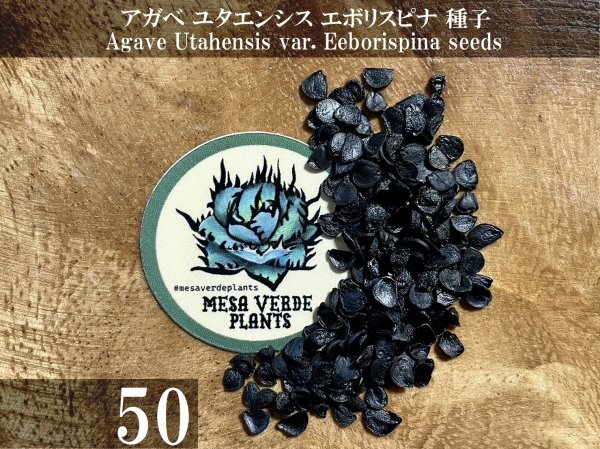 アガベ ユタエンシス エボリスピナ 種子 50粒+α Agave Utahensis var. Eborispina 50 seeds+α 種の画像1