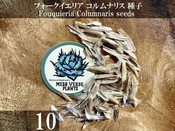 フォークイエリア コルムナリス 種子 10粒+α Fouquieria Columnaris 10 seeds+α 観峰玉 種_画像1