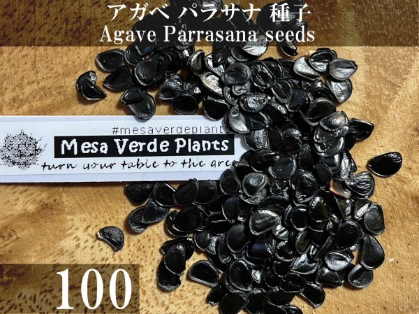 アガベ パラサナ 種子 100粒+α Agave Parrasana 100 seeds+α 種の画像1