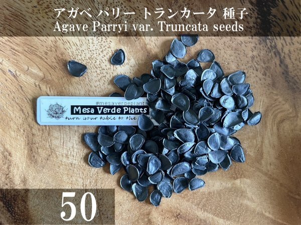 アガベ パリー トランカータ 種子 50粒+α Agave Parryi var. Truncata 50 seeds+α 種の画像1