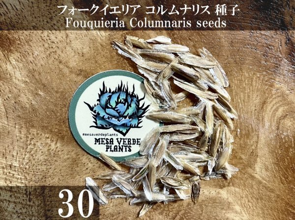 フォークイエリア コルムナリス 種子 30粒+α Fouquieria Columnaris 30 seeds+α 観峰玉 種_画像1