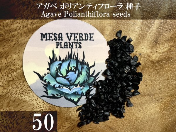 アガベ ポリアンティフローラ 種子 50粒+α Agave Polianthiflora 50 seeds+α ポリアンテフローラ 種の画像1