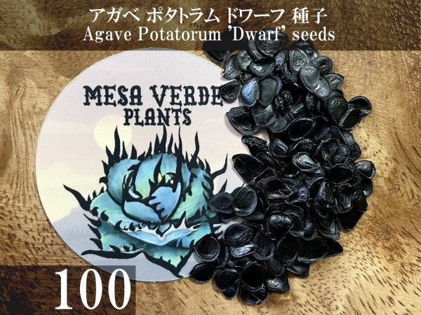 アガベ ポタトラム ドワーフ 種子 100粒+α Agave Potatorum 'Dwarf' 100 seeds+α 種の画像1