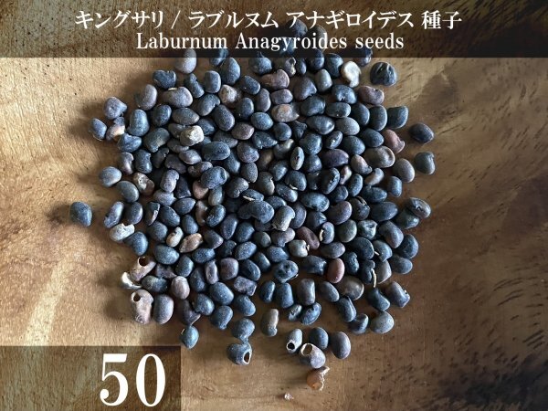 キングサリ ラブルヌム アナギロイデス 種子 50粒+α Laburnum Anagyroides 50 seeds+α 種_画像1