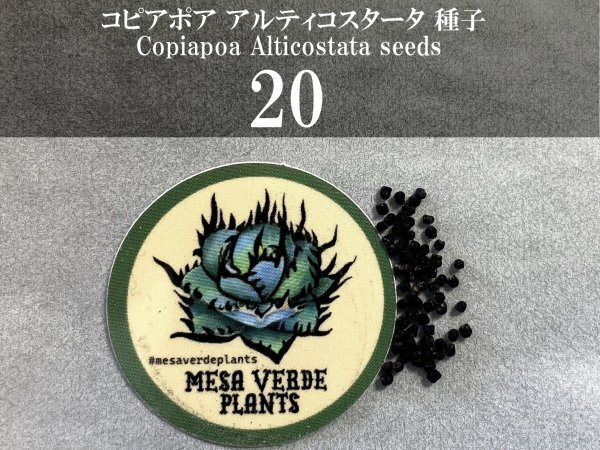 コピアポア アルティコスタータ 種子 20粒+α Copiapoa Alticostata 20 seeds+α 種 サボテン coquimbana_画像1