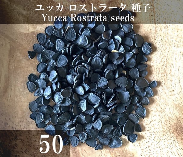 ユッカ ロストラータ 種子 50粒+α Yucca Rostrata 50 seeds+α 種の画像1