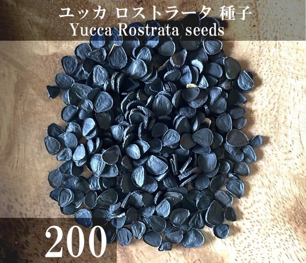 ユッカ ロストラータ 種子 200粒+α Yucca Rostrata 200 seeds+α 種の画像1