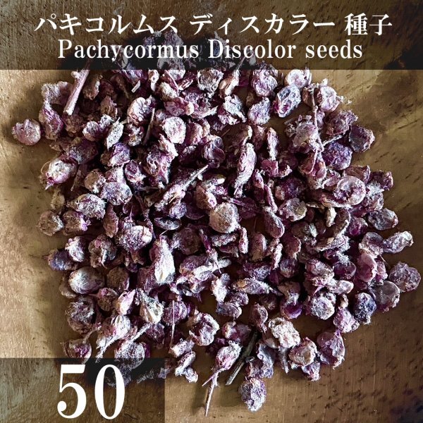 パキコルムス ディスカラー 種子 50粒+α Pachycormus Discolor 50 seeds+α 種 象の木の画像1