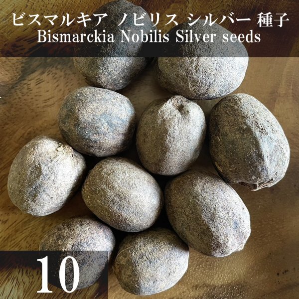 ビスマルキア ノビリス シルバー 種子 10粒+α Bismarckia Nobilis Silver 10 seeds+α 種 ヤシ Bismarck Palmの画像1