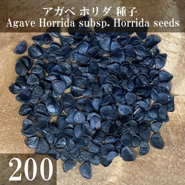 アガベ ホリダ 種子 200粒+α Agave Horrida subsp. Horrida 200 seeds+α 種_画像1