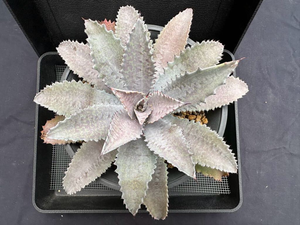  succulent plant * agave * silver fox large seedling 