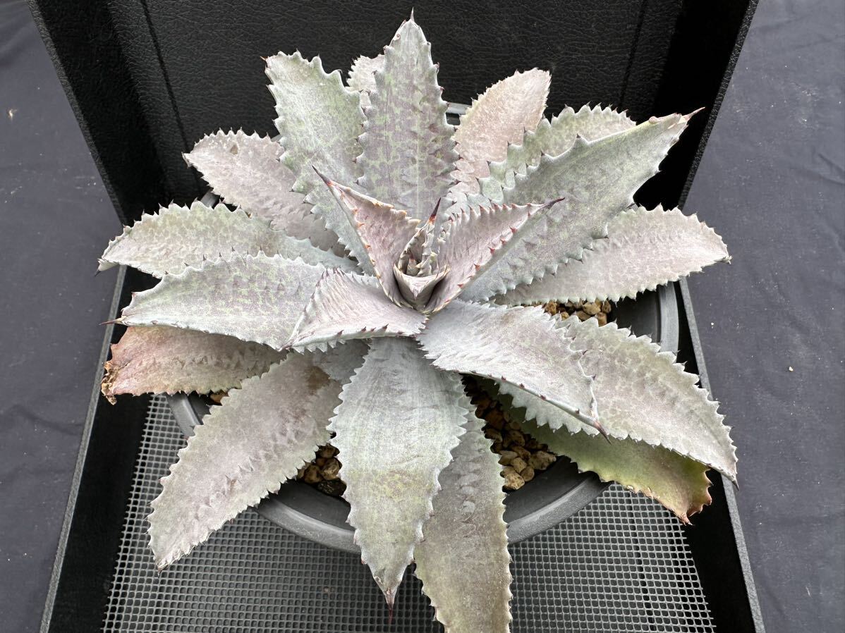  succulent plant * agave * silver fox large seedling 