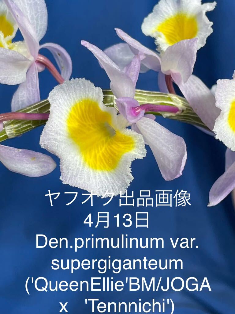 426 原種 デンドロビウム プリムリナム Den. primulinum var. super giganteum ('Queen Ellie'BM/JOGA x 'Tennnichi')の画像1