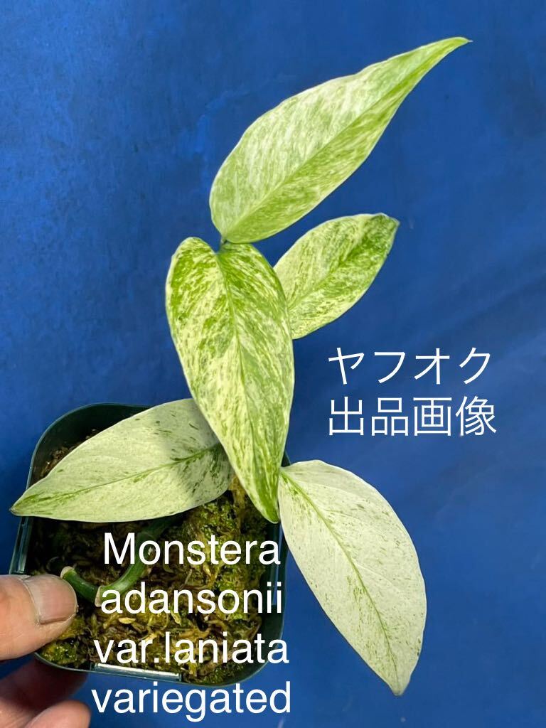 422 モンステラ　アダンソニー　バラエティ　ラニアタ　バリエゲッド　Monstera adansonii var.laniata variegated ミント斑や、通常の斑も_画像1