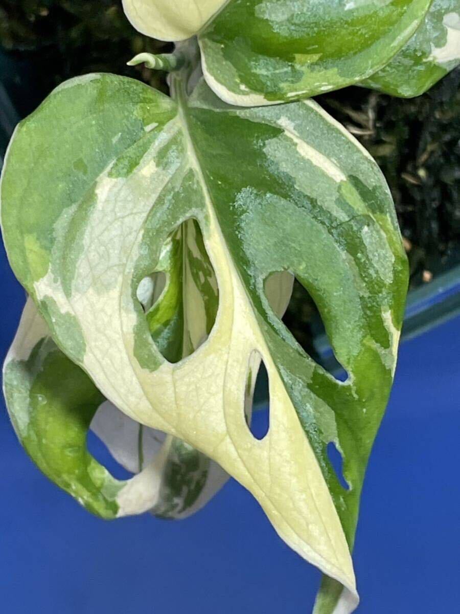 422 モンステラ アダンソニー バリエガタ Monstera adansonii variegata 斑入り マドカズラの画像9