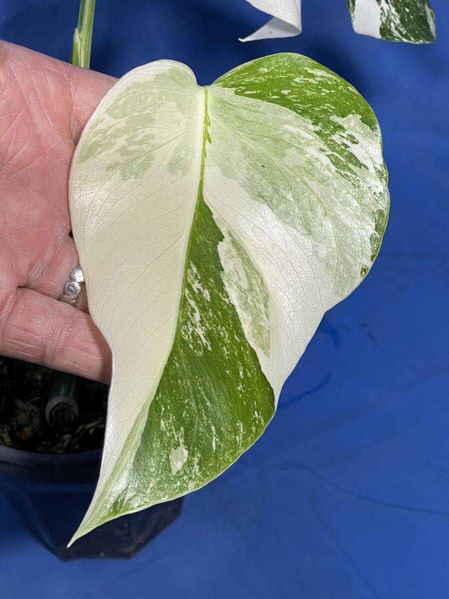 437 モクステラ ボルシギアナ バリエゲィテッド 'ホワイトタイガー' Monstera borsigiana variegated 'White Tiger' 極上の画像4