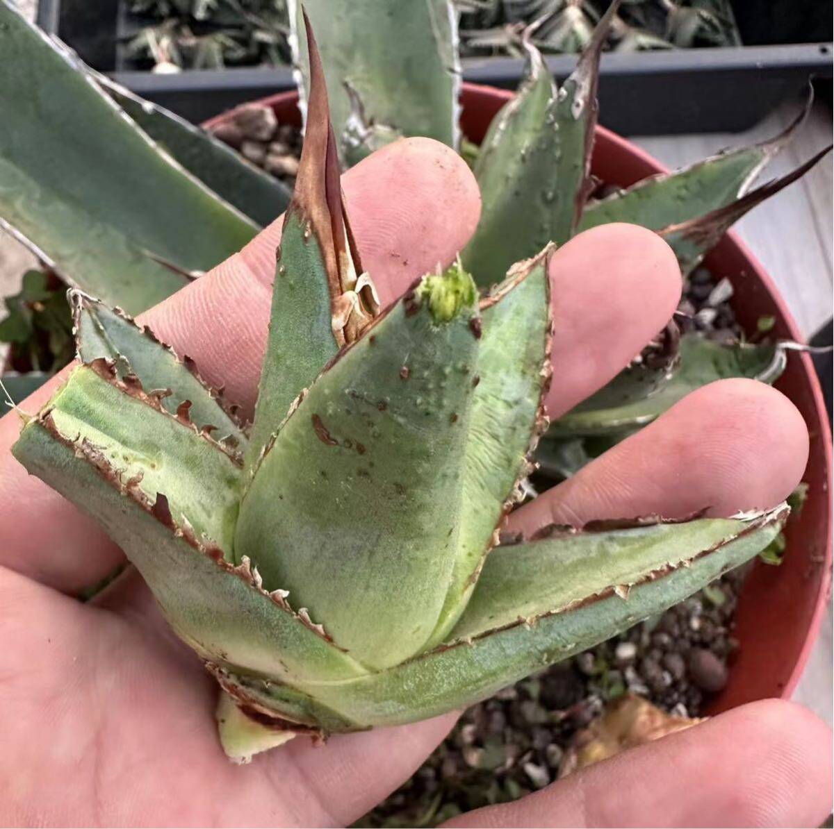 【GAR園藝】M-5 特選 アガベ 多肉植物 チタノタ帝君 agave emperor 狂刺 背棘 激レア高級品種 強棘株の画像7