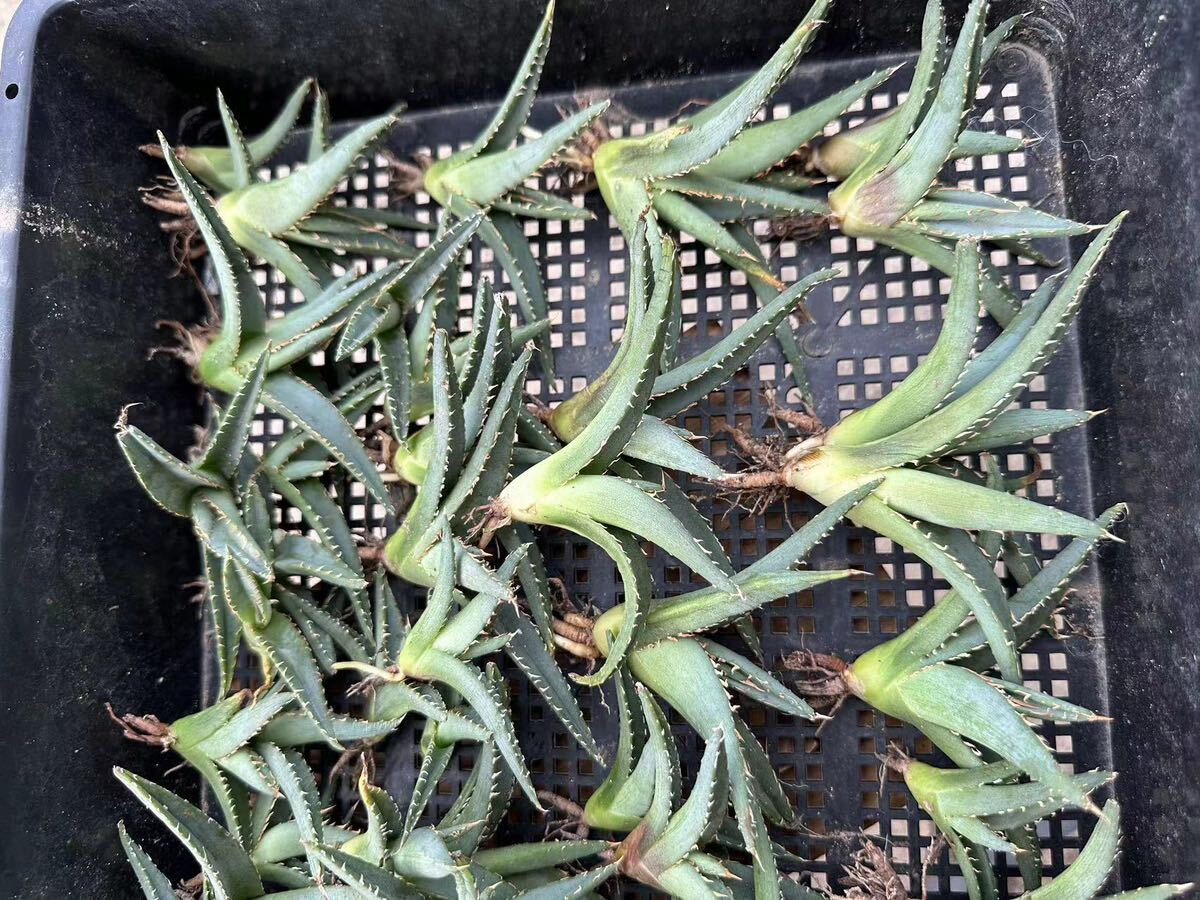 【GAR園藝】A-68 特選 アガベ 多肉植物 チタノタ帝君 agave emperor 狂刺 背棘 激レア高級品種 強棘株 60株の画像3