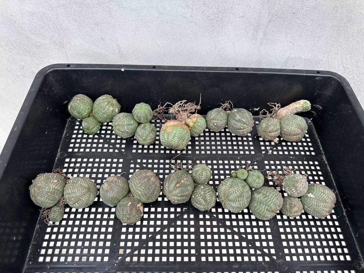 【GAR園藝】B-58 特選 塊根植物 Euphorbia obesa ユーフォルビア オベサ 群生株 10株の画像1