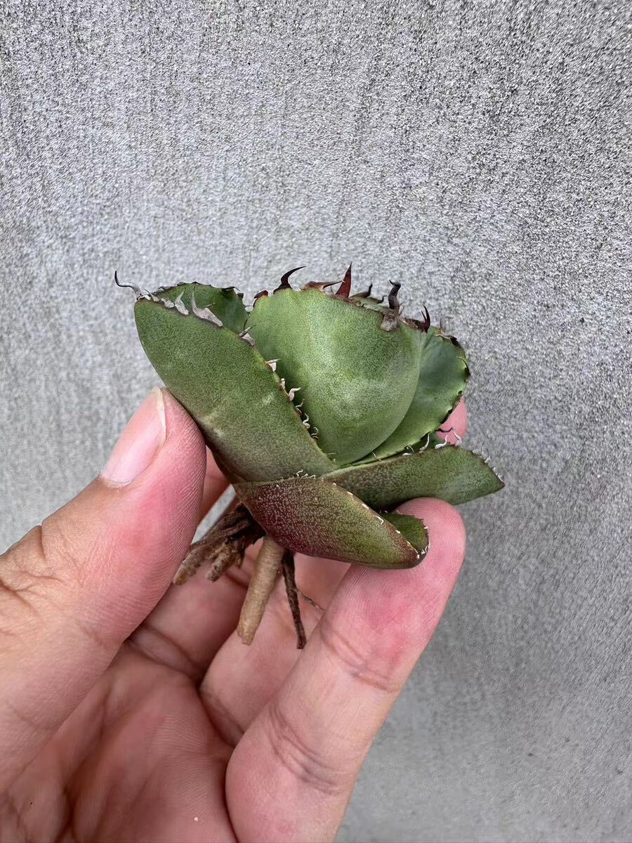 [GAR..]M-46 special selection agave succulent plant chitanota Jaguar Note original .\'Juggernaut\' pure blood finest quality beautiful stock ultra rare!