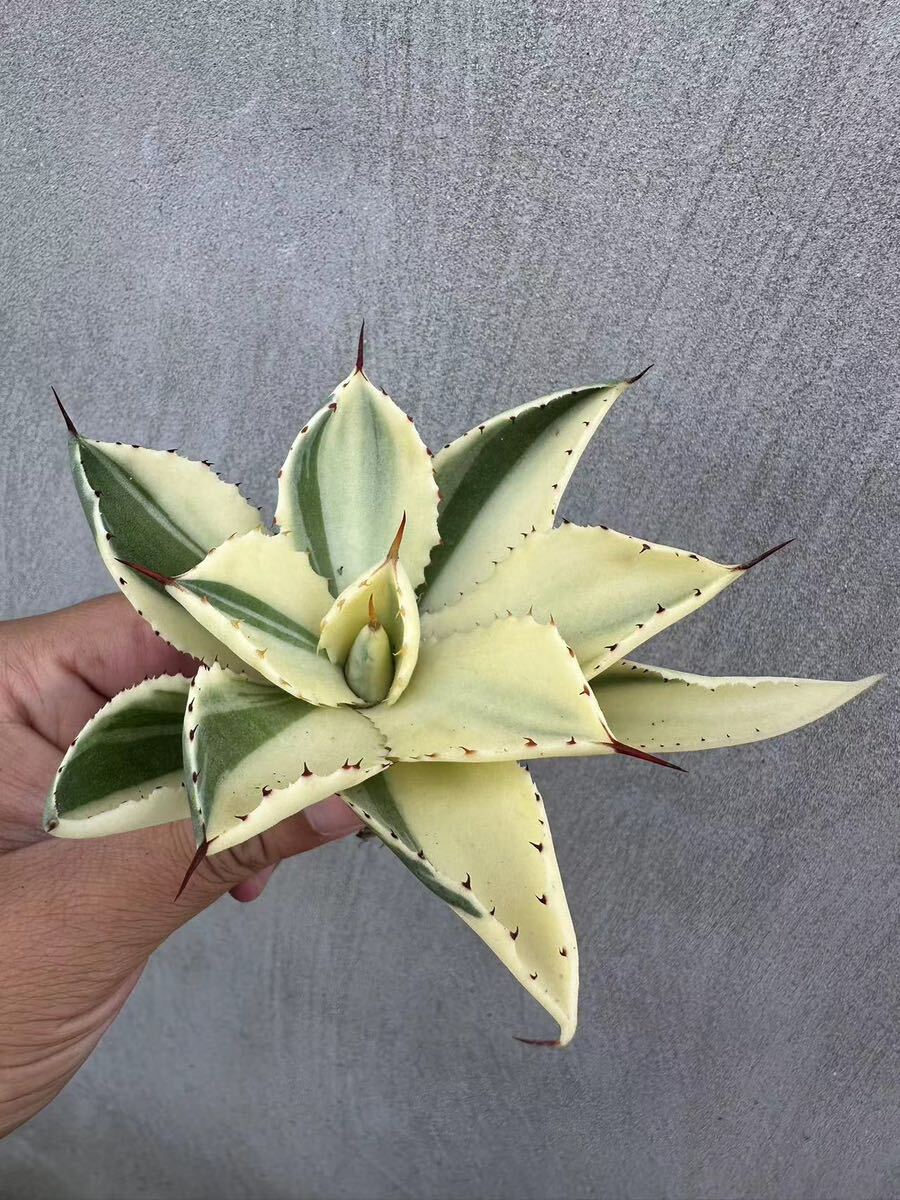 【GAR園藝】M-64 特選 アガベ 多肉植物 ポタトルム スーパークラウン 吉祥冠 陰陽錦 Agave potatorum 'Super Crown' 極上株 激レア！の画像2