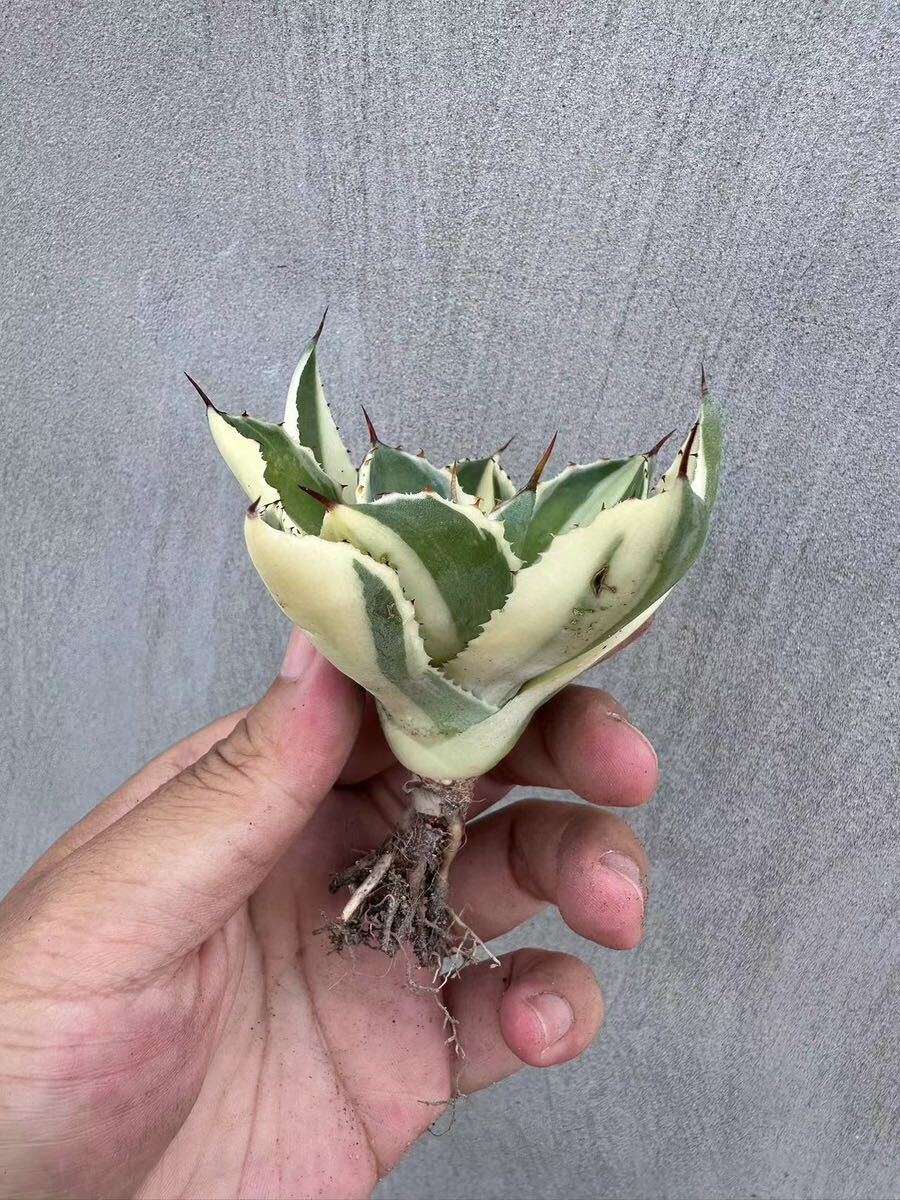 【GAR園藝】M-65 特選 アガベ 多肉植物 ポタトルム スーパークラウン 吉祥冠 陰陽錦 Agave potatorum 'Super Crown' 極上株 激レア！の画像4