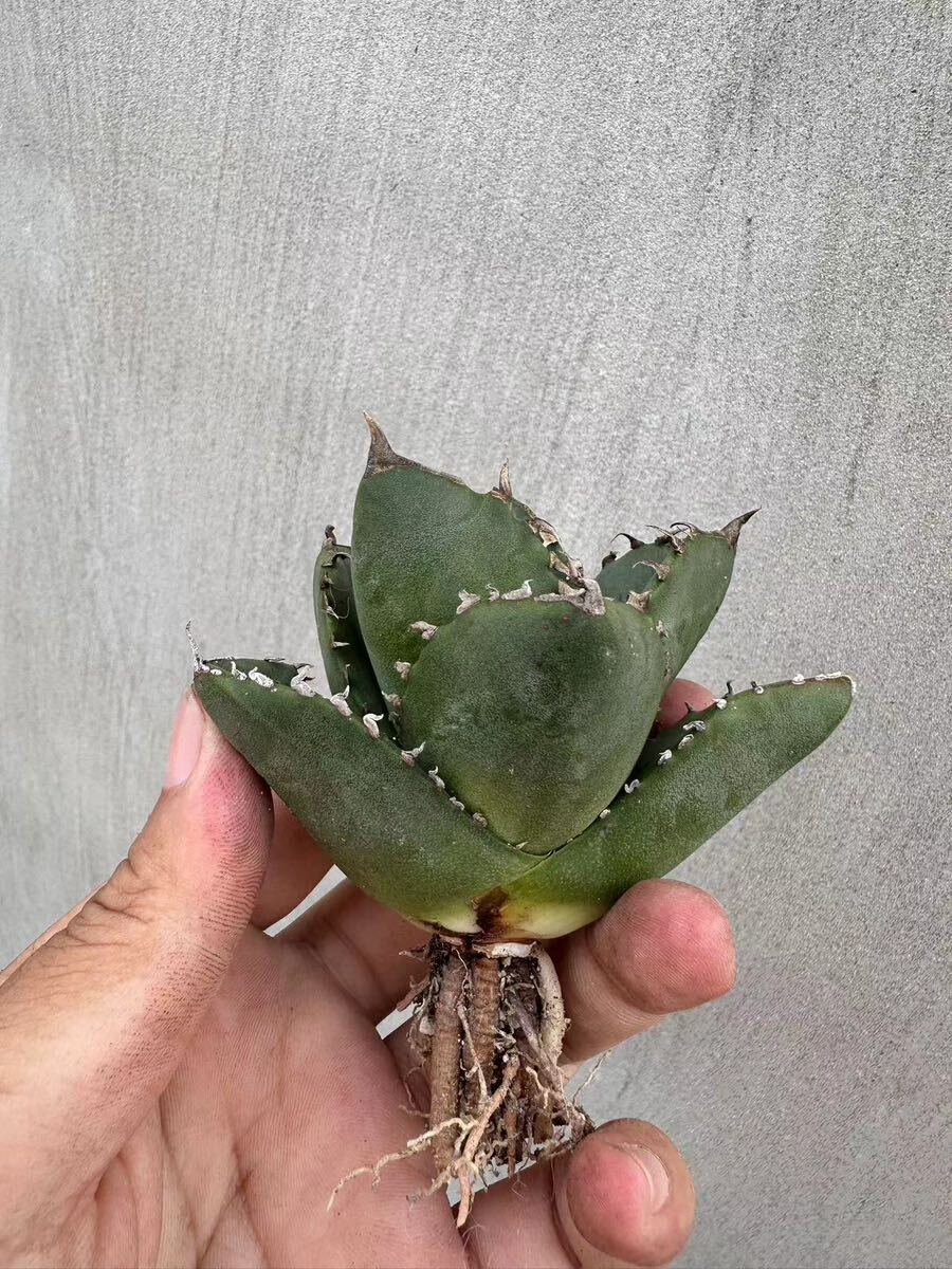 【GAR園藝】A-11 特選 アガベ 多肉植物 チタノタ 柊月 agave titanota holly moon 極上株の画像4