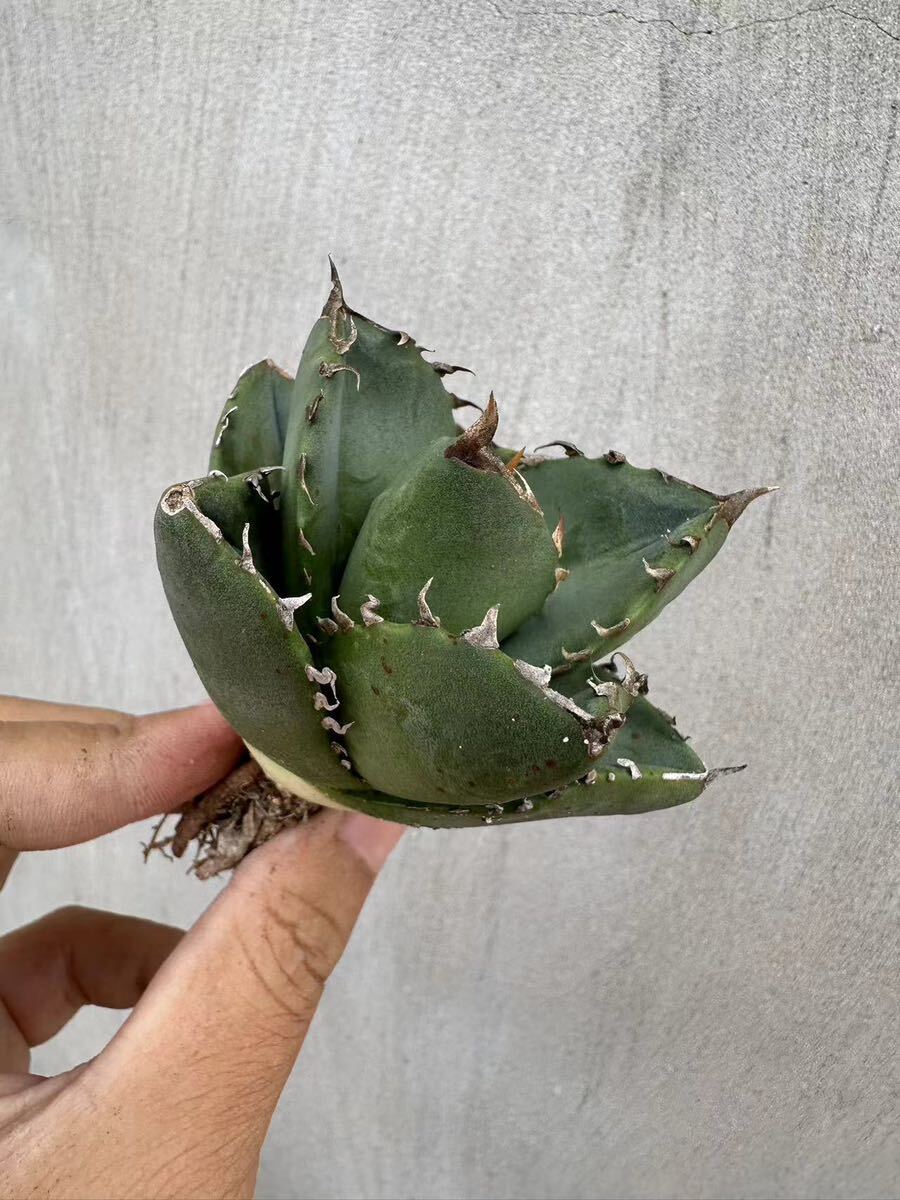 【GAR園藝】A-11 特選 アガベ 多肉植物 チタノタ 柊月 agave titanota holly moon 極上株の画像2