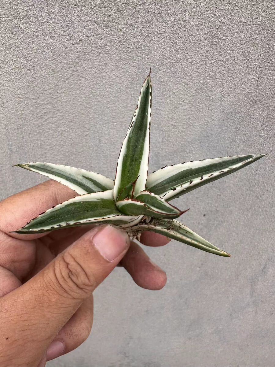 【GAR園藝】B-22 特選 アガベ 多肉植物 氷山 Agave victoriae-reginae 'Hyouzan'極上美株 激レア！の画像2