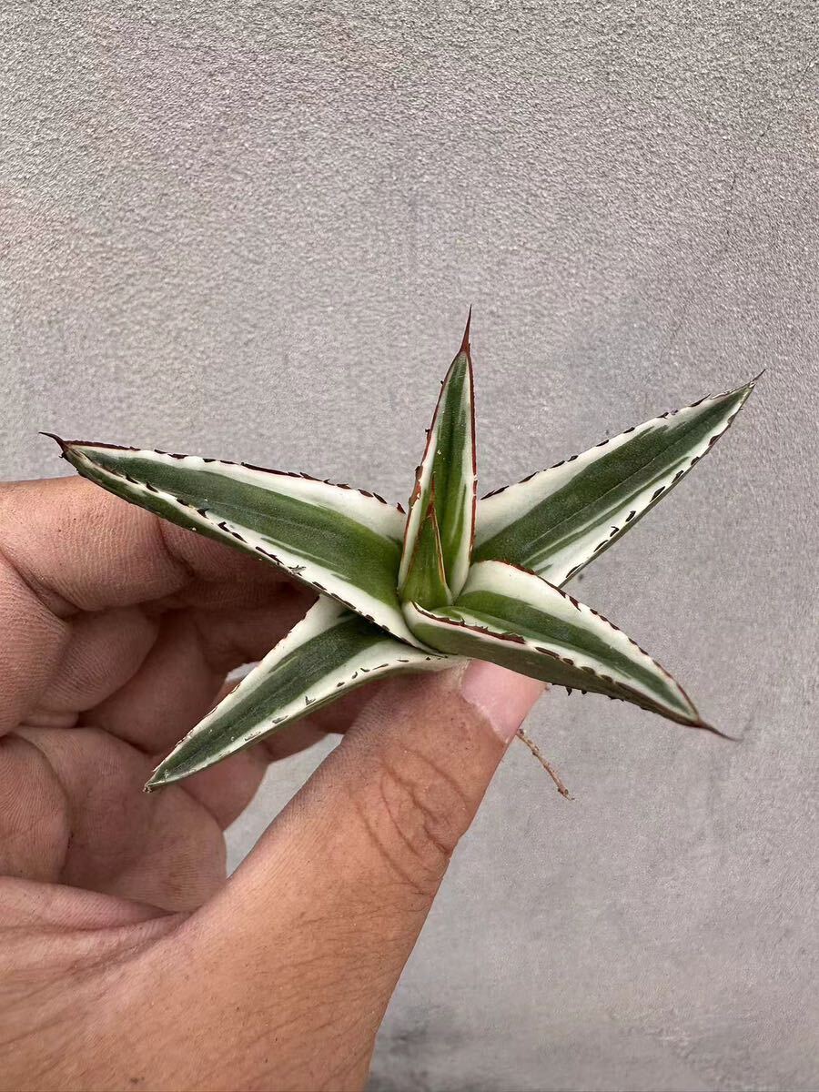 [GAR..]B-24 special selection agave succulent plant ice mountain Agave victoriae-reginae \'Hyouzan\' finest quality beautiful stock ultra rare!