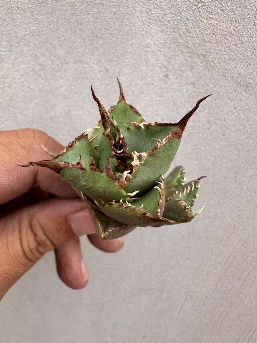 [GAR..]B-54 special selection agave succulent plant chitanota.. dragon super a little over . trunk cut . heaven .. stock 10 stock ultra rare!