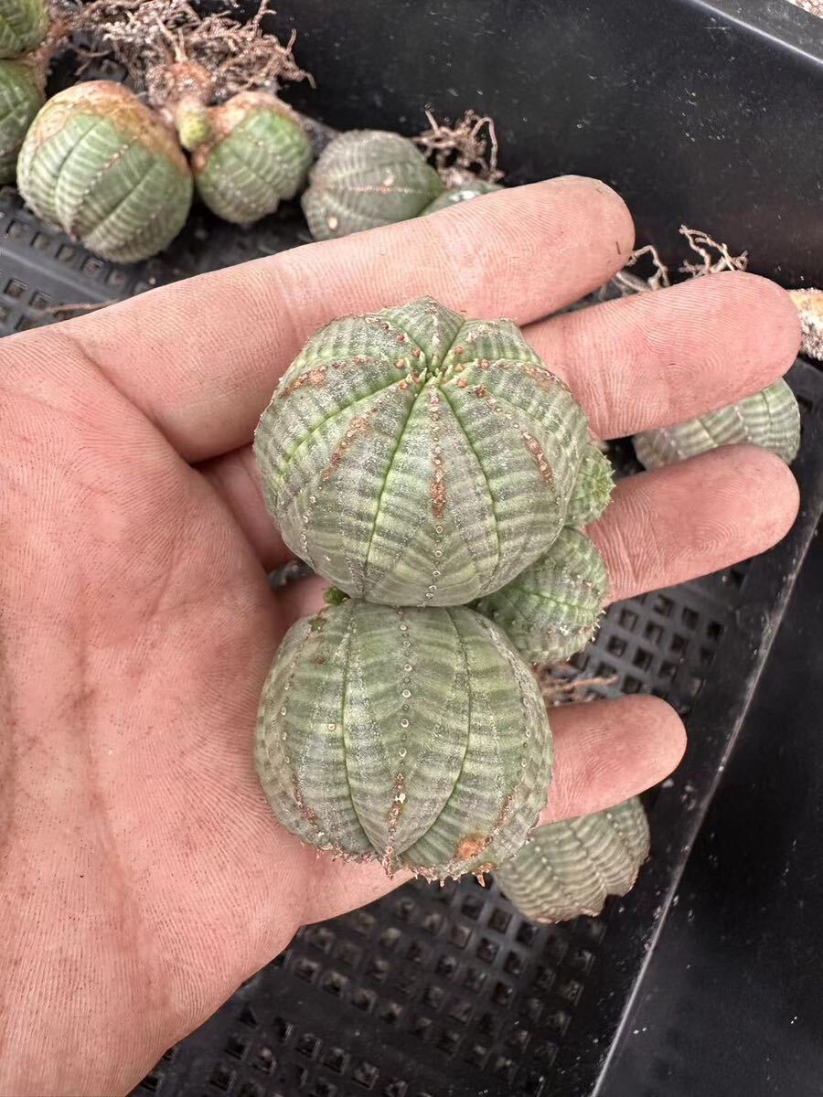 【GAR園藝】B-58 特選 塊根植物 Euphorbia obesa ユーフォルビア オベサ 群生株 10株の画像2