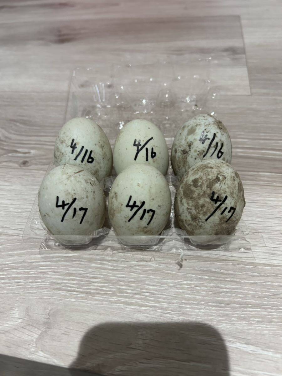 ka Yuga Duck meal for have . egg 6 piece original .