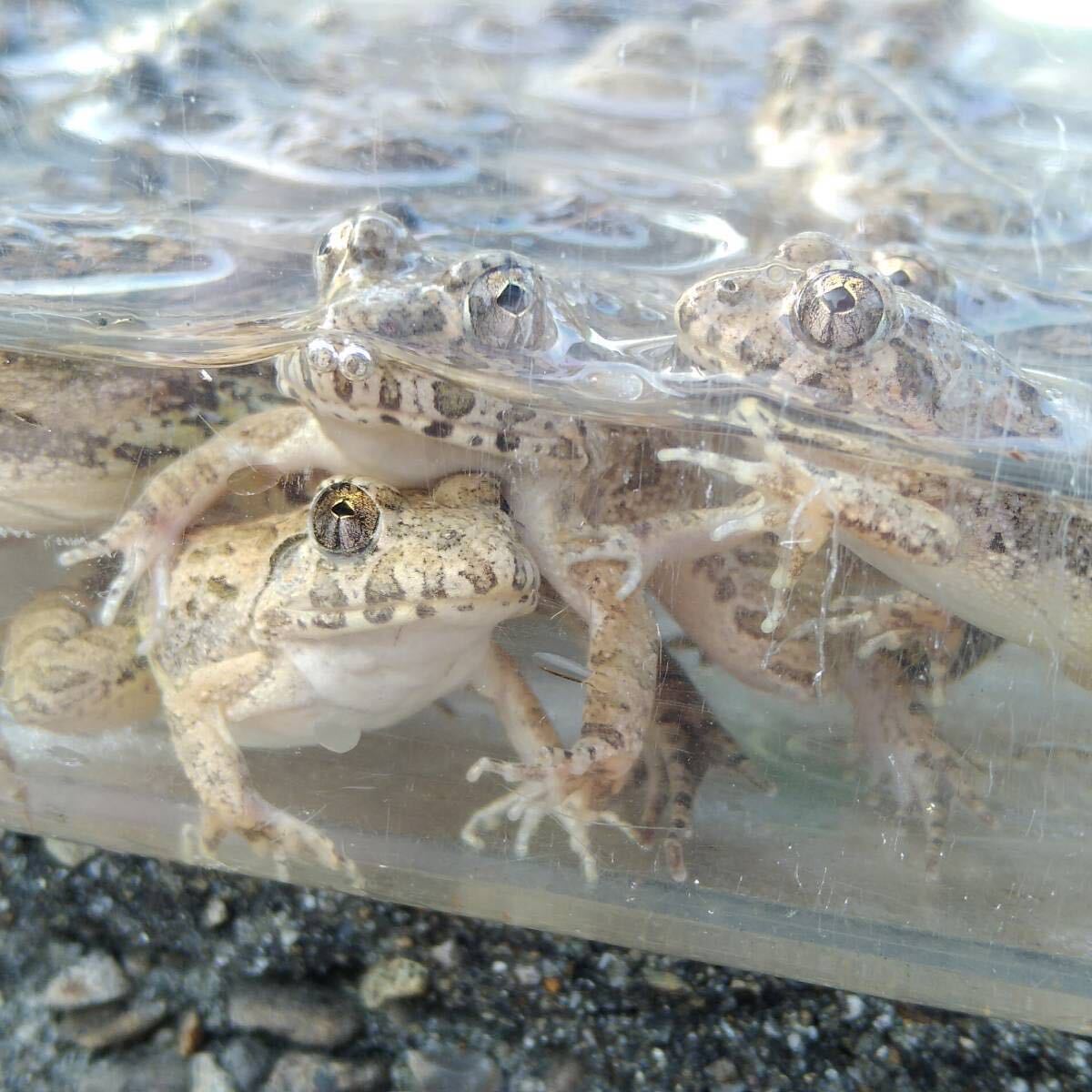 [M*10 pcs +α] bait bait for frog . bait approximately 3~4cmnmaga L feed for .. taking kerolium reptiles .. bait snake. bait ... bait CB