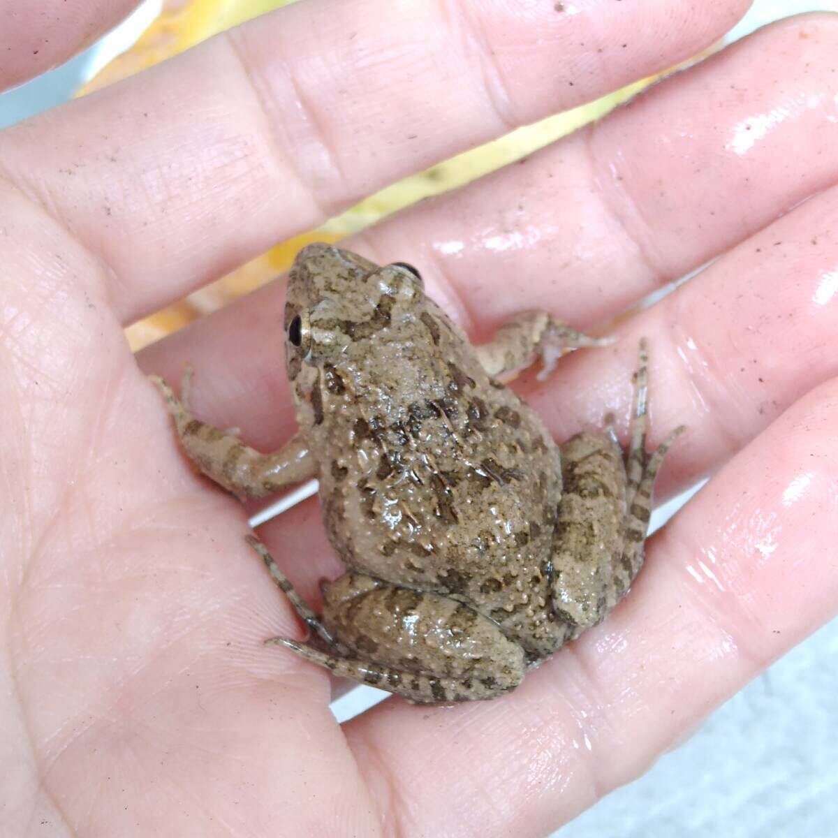 [M*10 pcs +α] bait bait for frog . bait approximately 3~4cmnmaga L feed for .. taking kerolium reptiles .. bait snake. bait ... bait CB